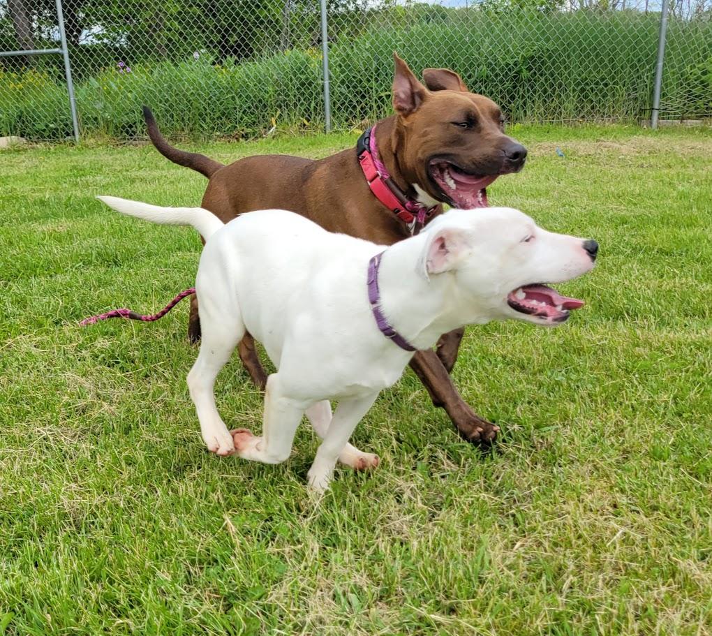 Enlarge Buck, a Adoptable mixed breed in Lisbon, OH image 3/6