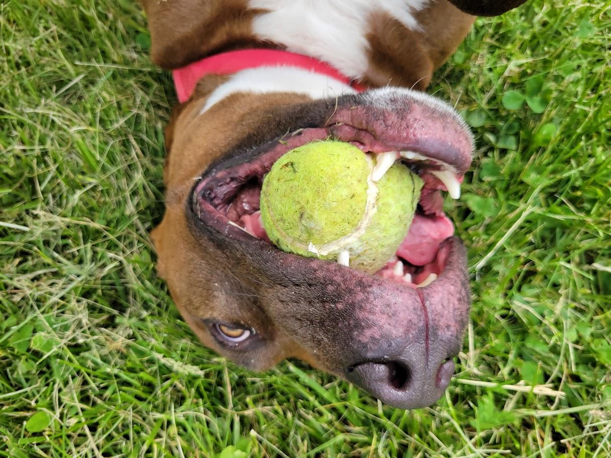 Enlarge Buck, a Adoptable mixed breed in Lisbon, OH image 6/6