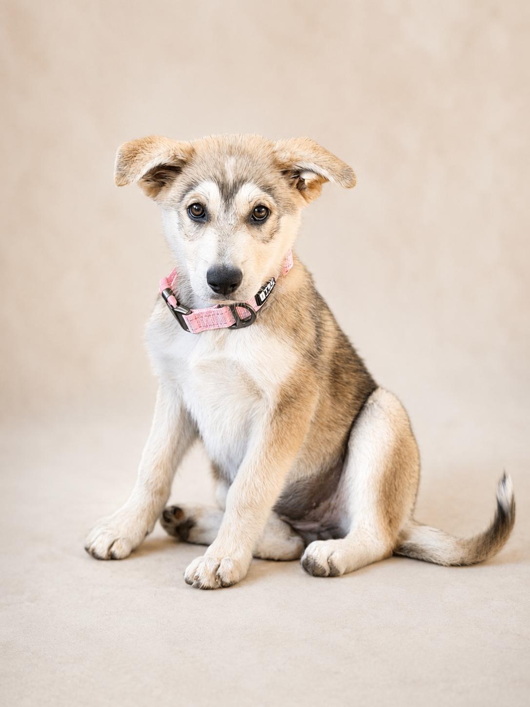 Georgia, Adoptable, Puppy Female German Shepherd Dog.