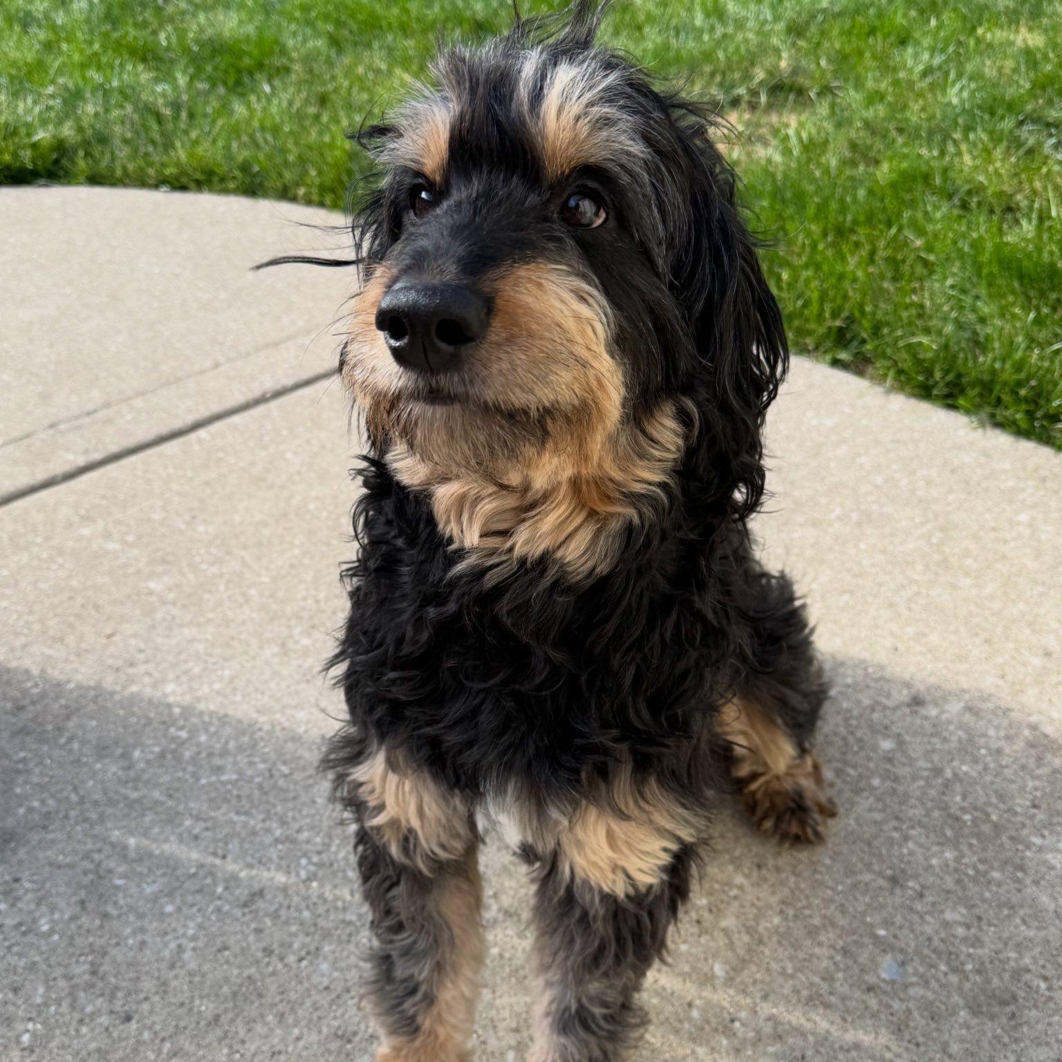 Apollo, a ADOPTABLE Australian Shepherd in Hartland, WI image 2/5