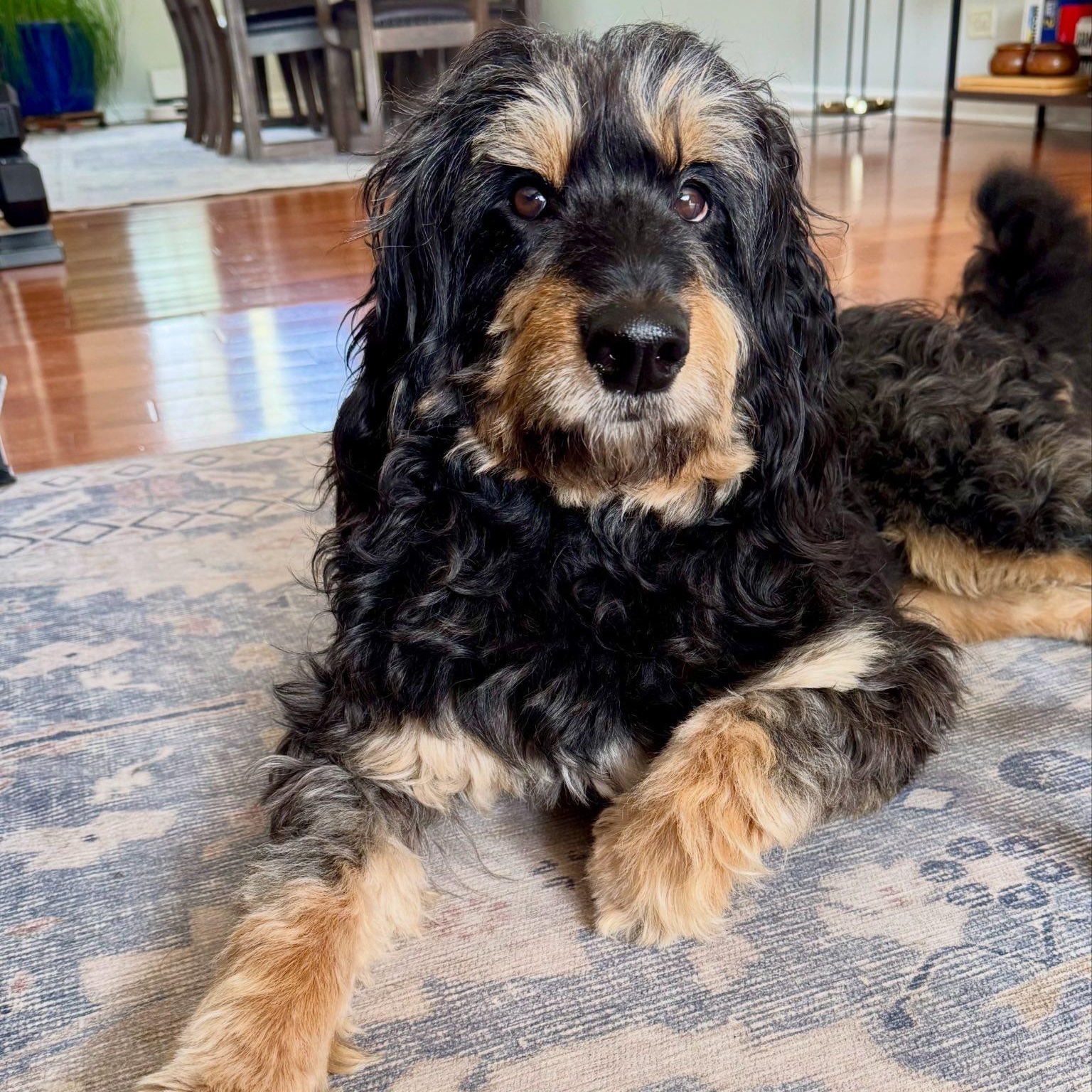 Apollo, a ADOPTABLE Australian Shepherd in Hartland, WI image 1/5