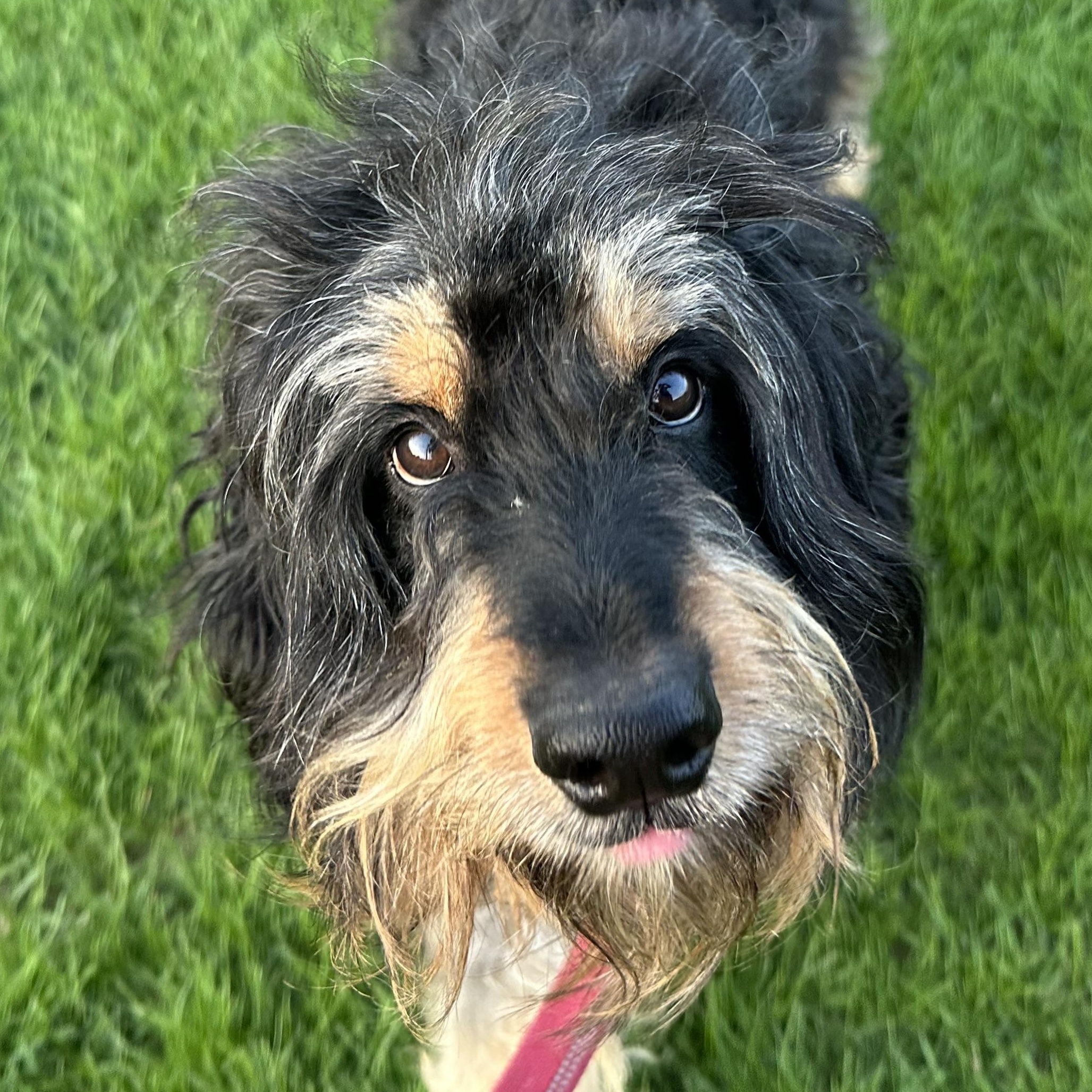 Apollo, a ADOPTABLE Australian Shepherd in Hartland, WI image 4/5
