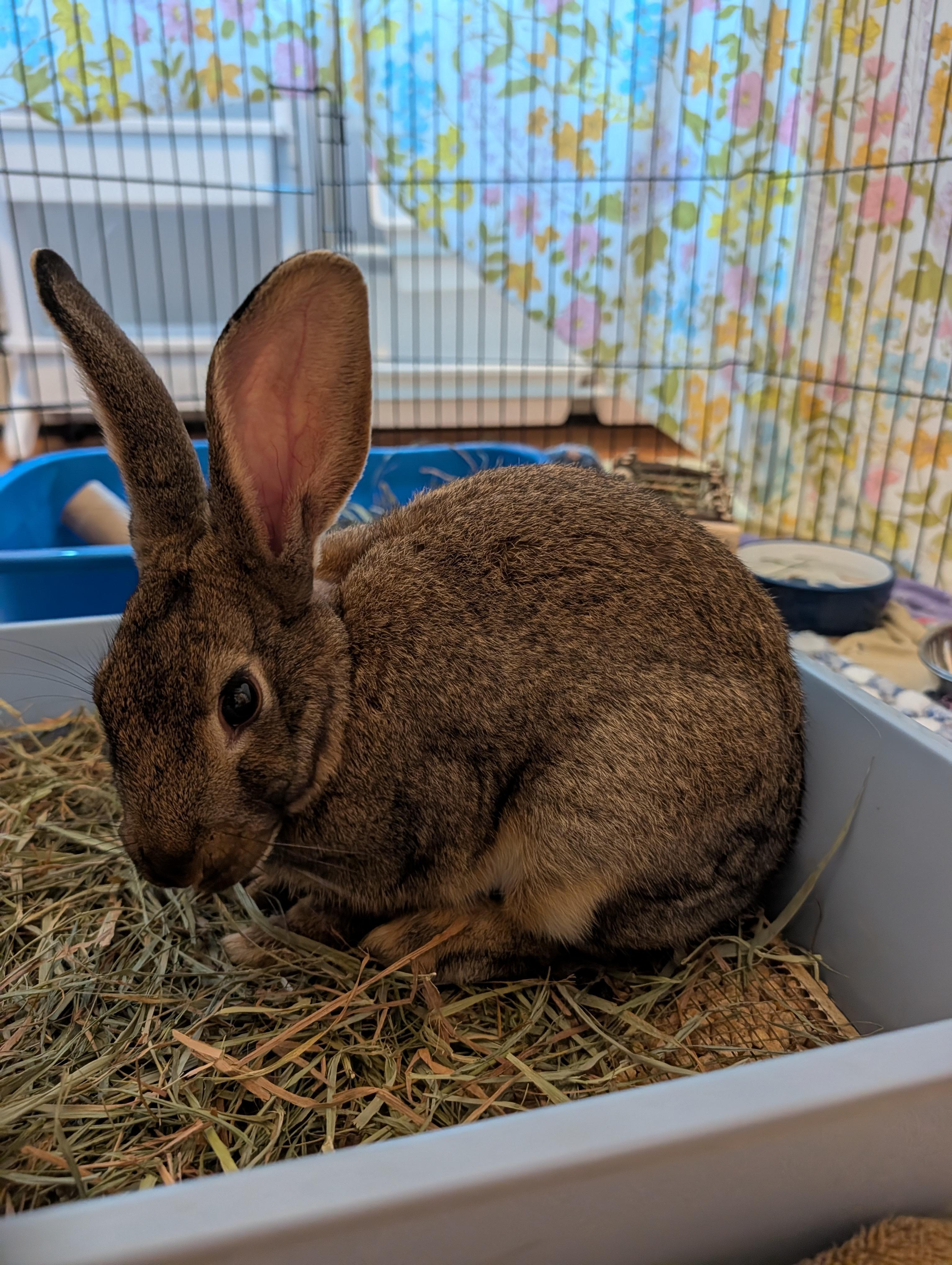 Enlarge FARYN, a Adoptable Bunny Rabbit in Forest Hills, NY image 1/4