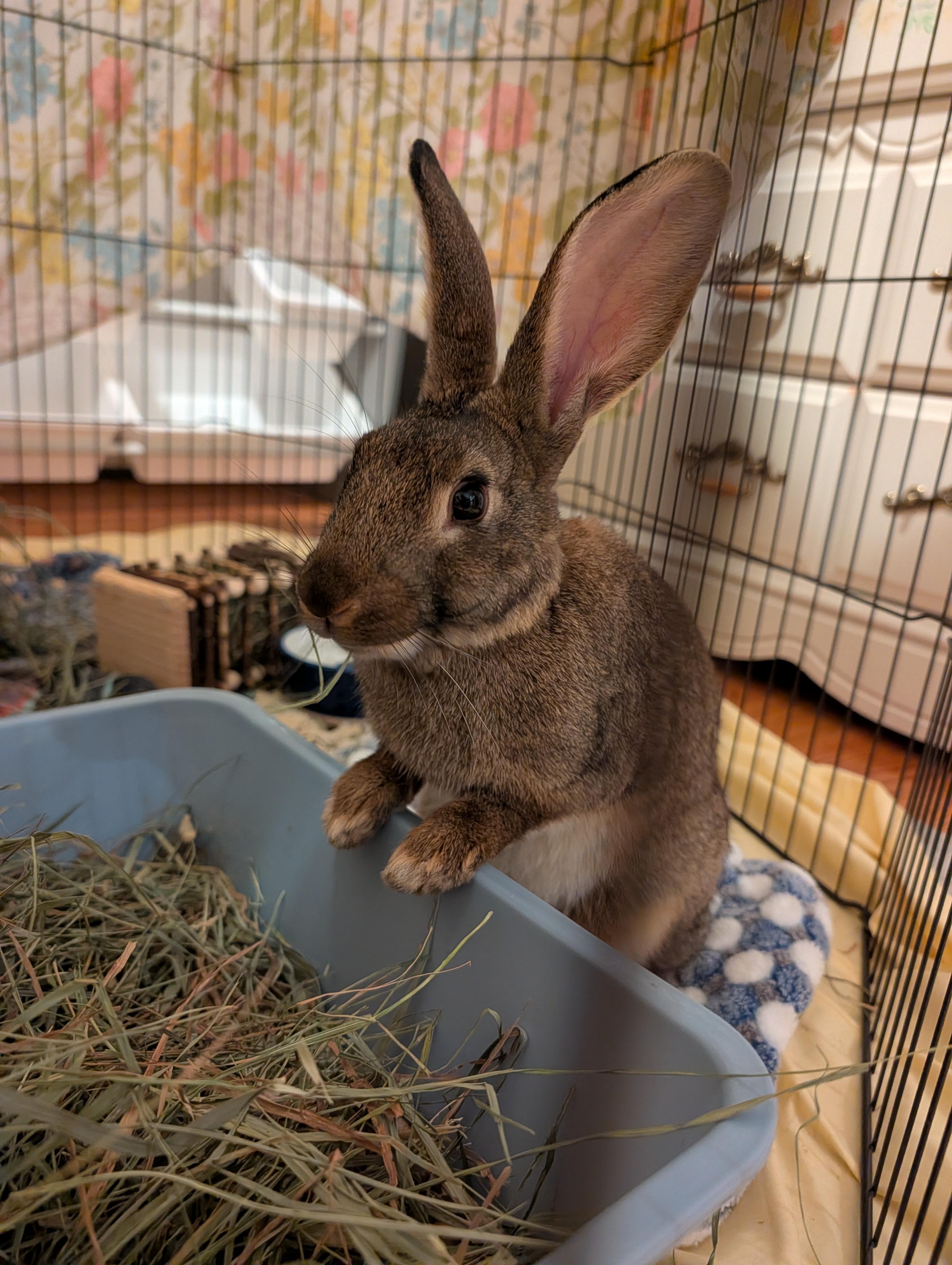 Enlarge FARYN, a Adoptable Bunny Rabbit in Forest Hills, NY image 3/4