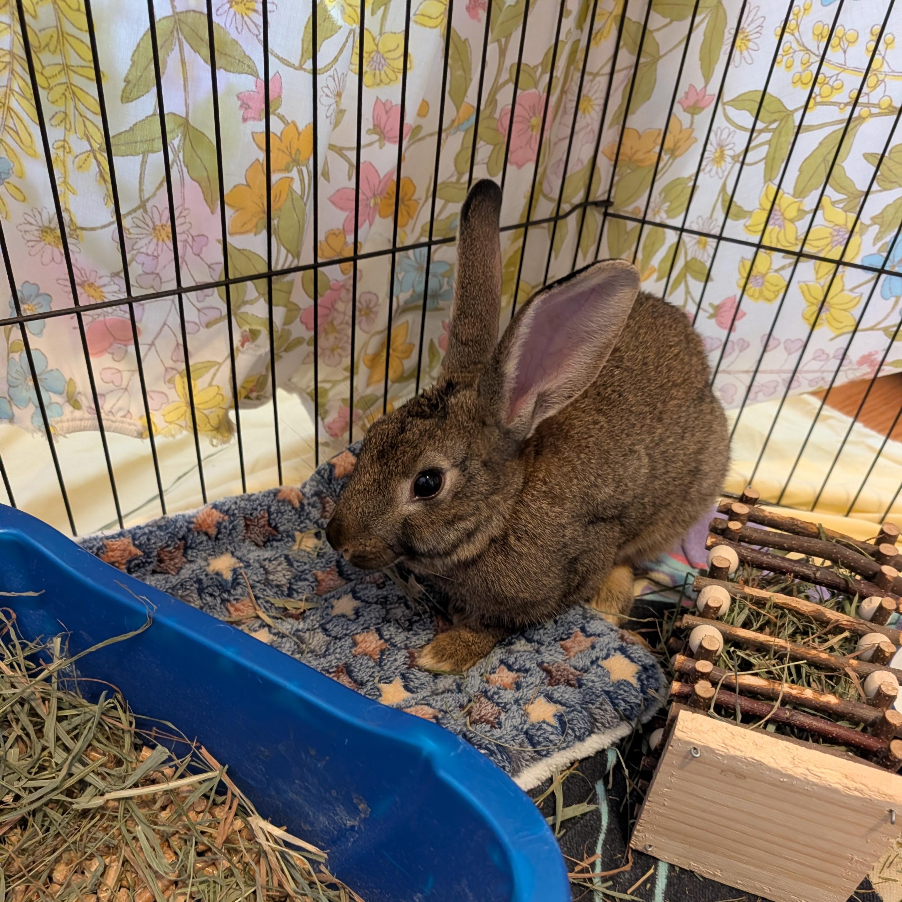 Enlarge FARYN, a Adoptable Bunny Rabbit in Forest Hills, NY image 2/4