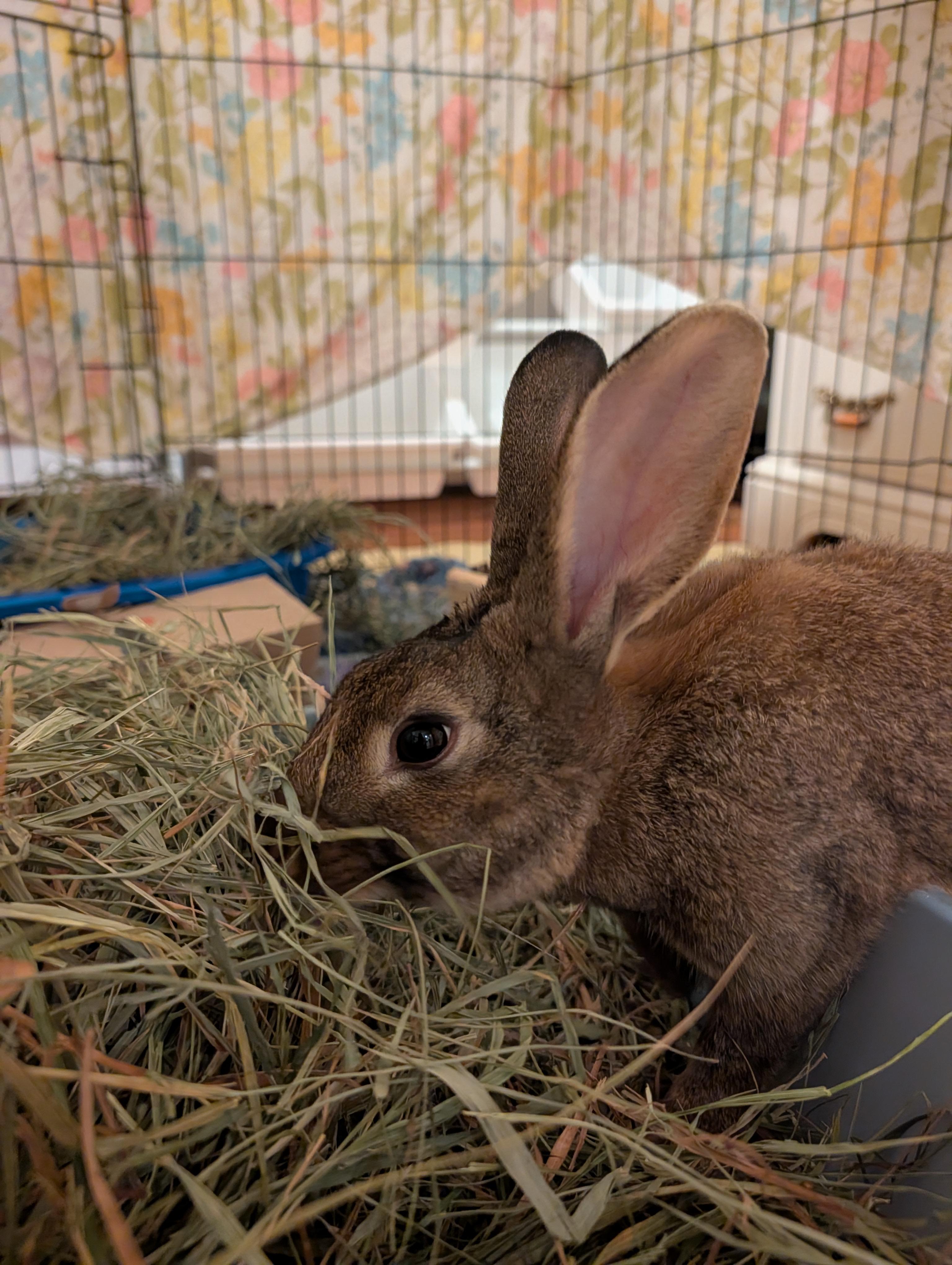 Enlarge FARYN, a Adoptable Bunny Rabbit in Forest Hills, NY image 4/4