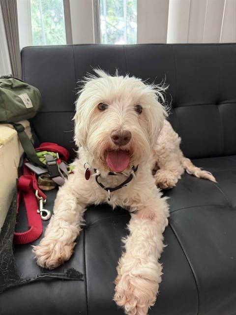 FONTINA, Adoptable, Adult Female Poodle & Portuguese Water Dog.