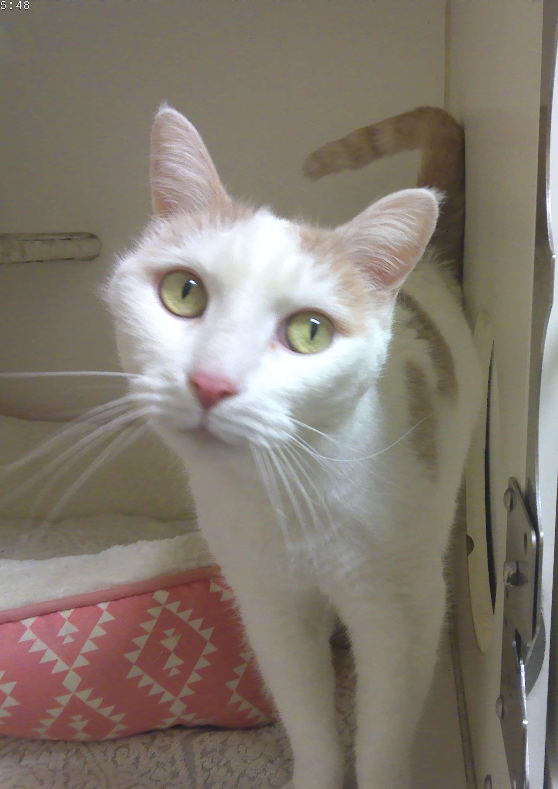 Enlarge Chai, a ADOPTABLE Domestic Short Hair in Trumbull, CT image 1/1