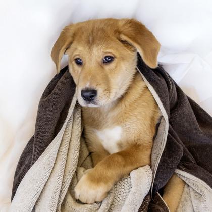 Patsy, Adoptable, Puppy Female Bernese Mountain Dog & Mixed Breed.