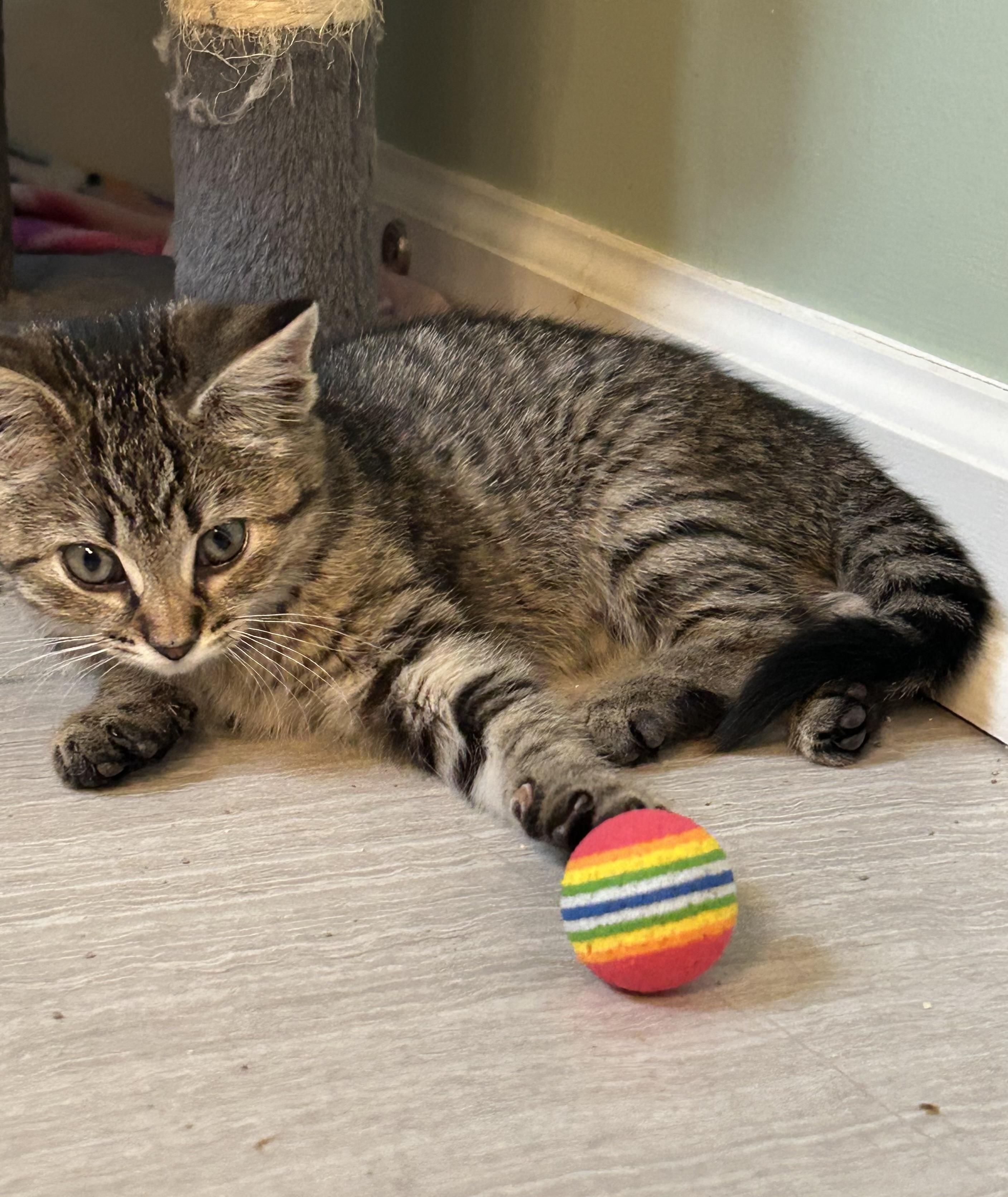 Enlarge Freya, a Adoptable Domestic Short Hair in Belmont, NC image 2/4