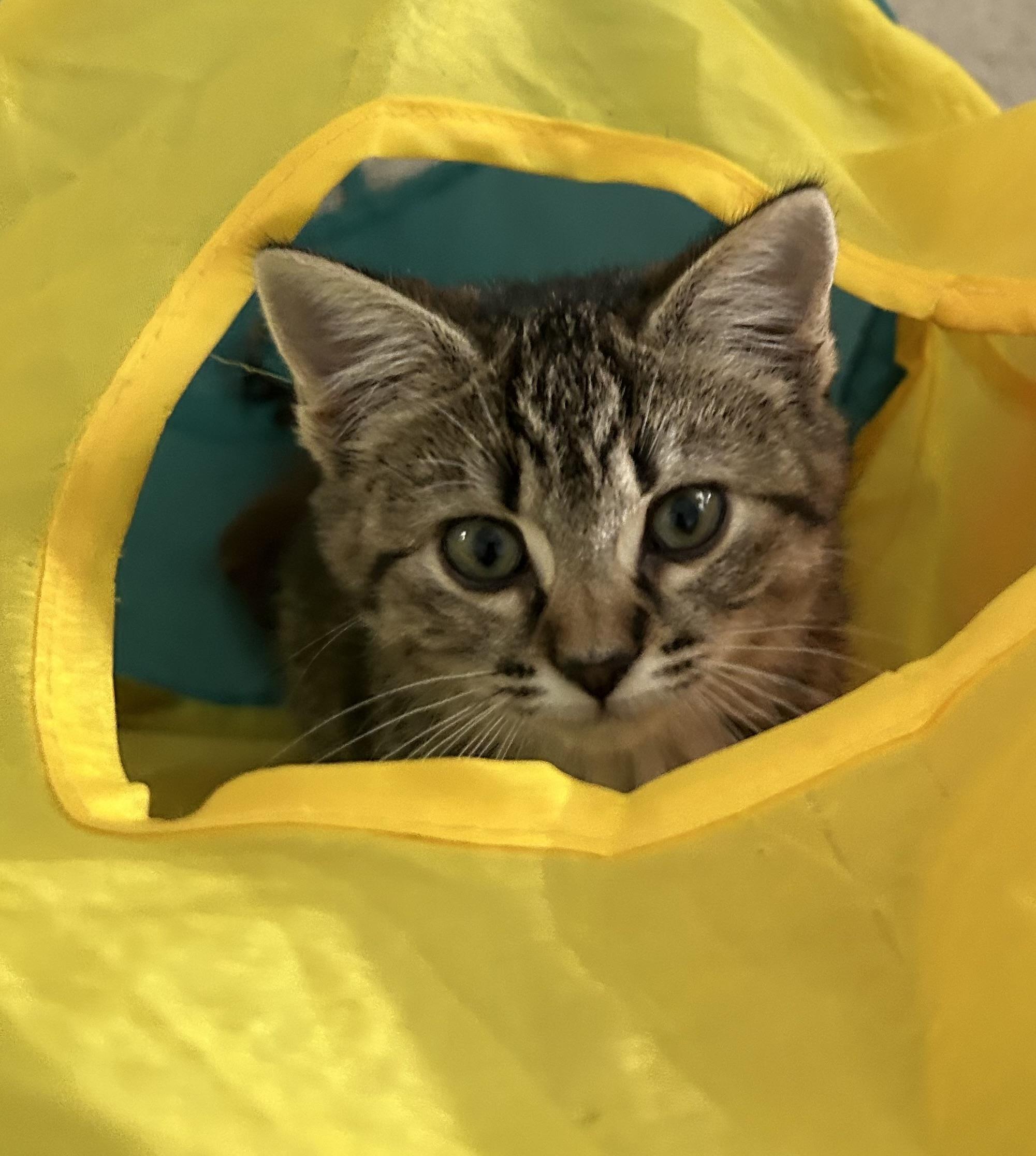 Enlarge Freya, a Adoptable Domestic Short Hair in Belmont, NC image 1/4