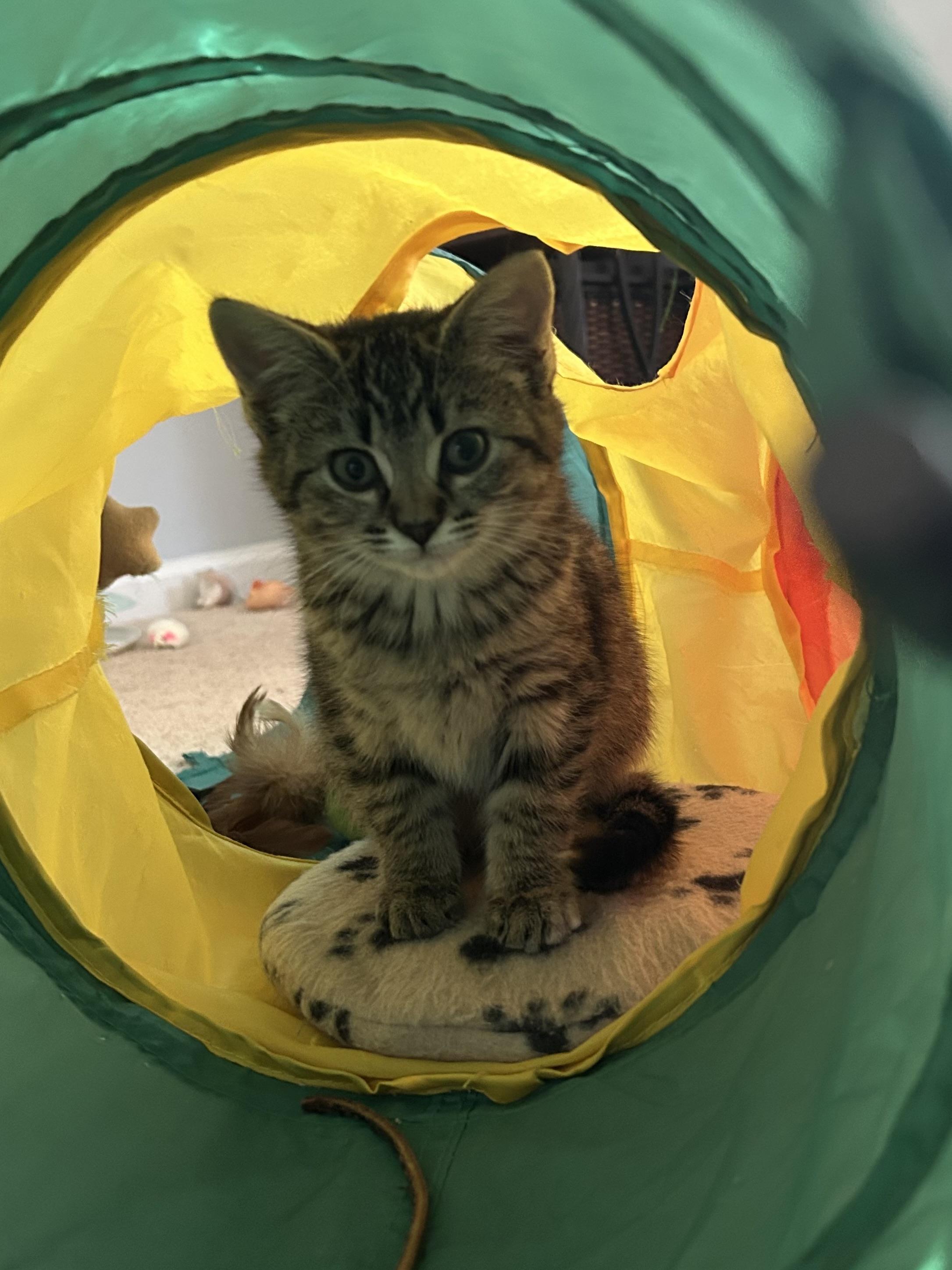 Enlarge Freya, a Adoptable Domestic Short Hair in Belmont, NC image 3/4