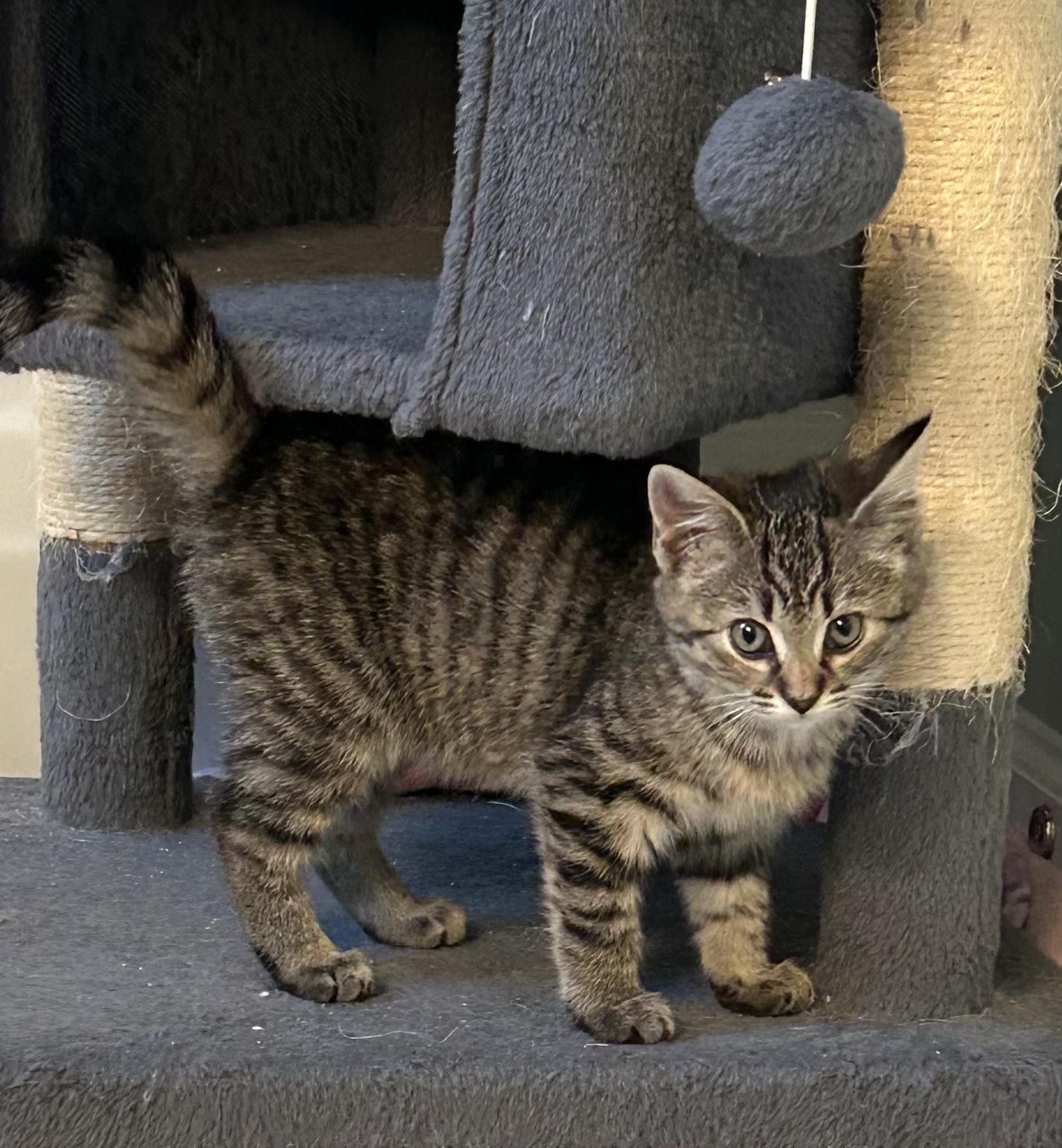 Enlarge Freya, a Adoptable Domestic Short Hair in Belmont, NC image 4/4