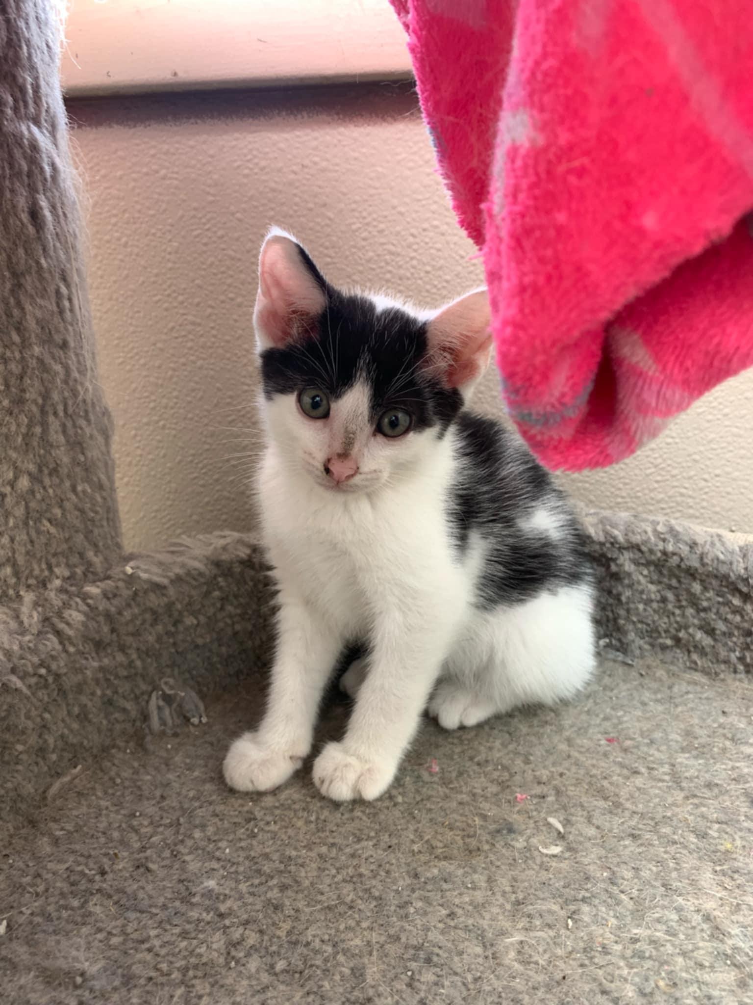 OREO, a Adoptable Tuxedo in Carthage, IL image 4/5