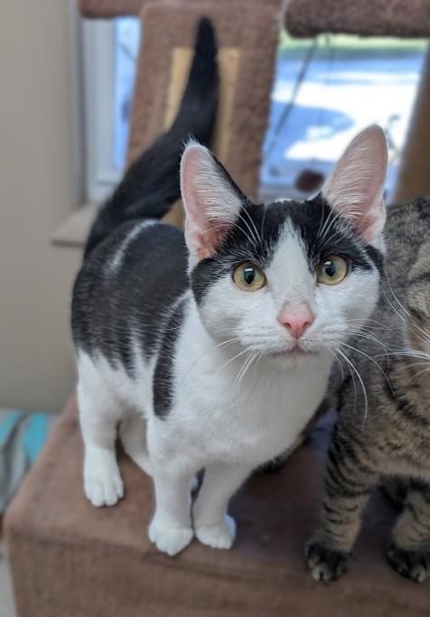 OREO, a Adoptable Tuxedo in Carthage, IL image 1/5