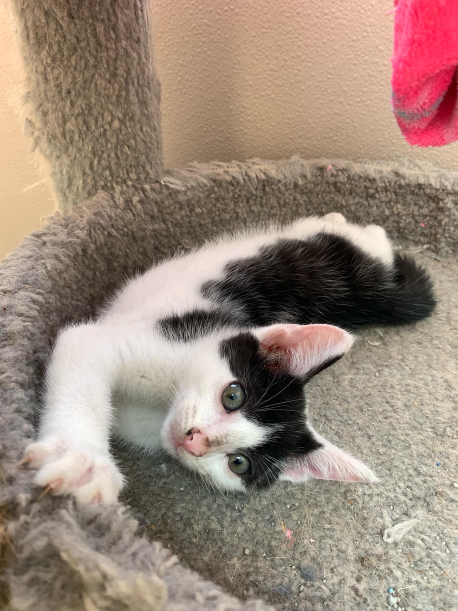 OREO, a Adoptable Tuxedo in Carthage, IL image 5/5