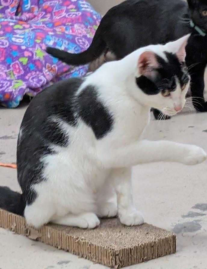 OREO, a Adoptable Tuxedo in Carthage, IL image 2/5