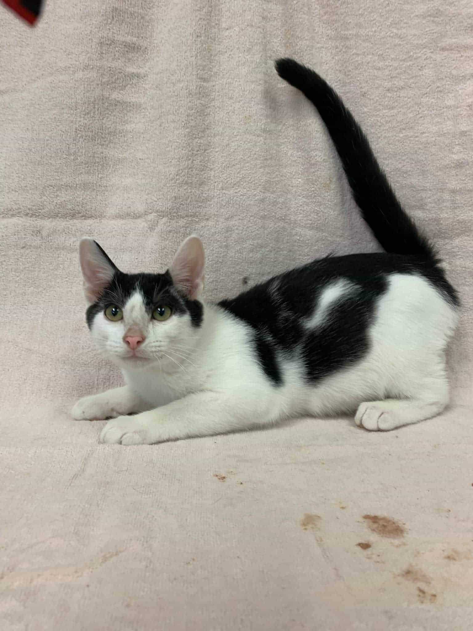 OREO, a Adoptable Tuxedo in Carthage, IL image 3/5