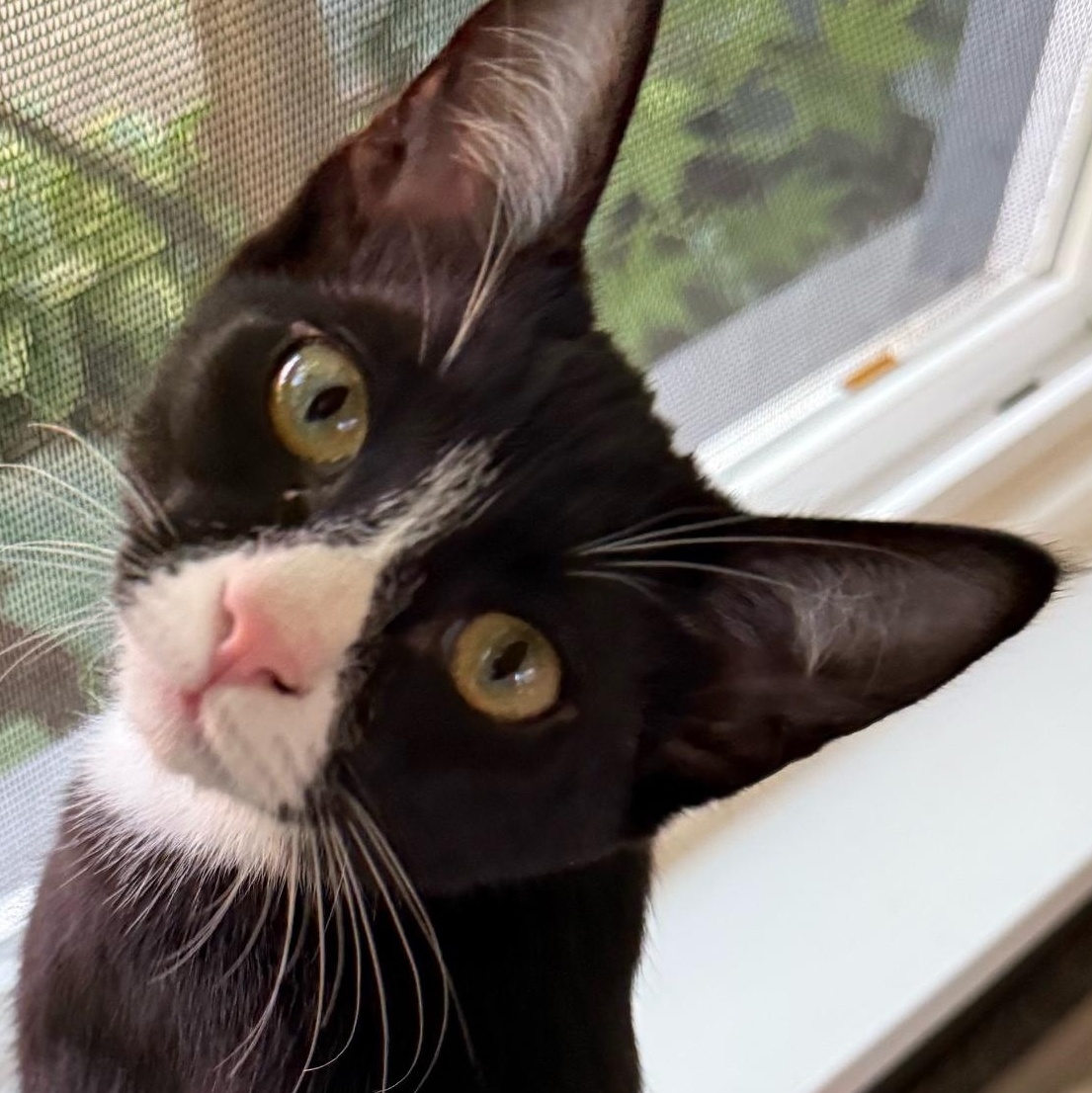 Marvelous Maverick, Adoptable, Young Male Domestic Medium Hair.