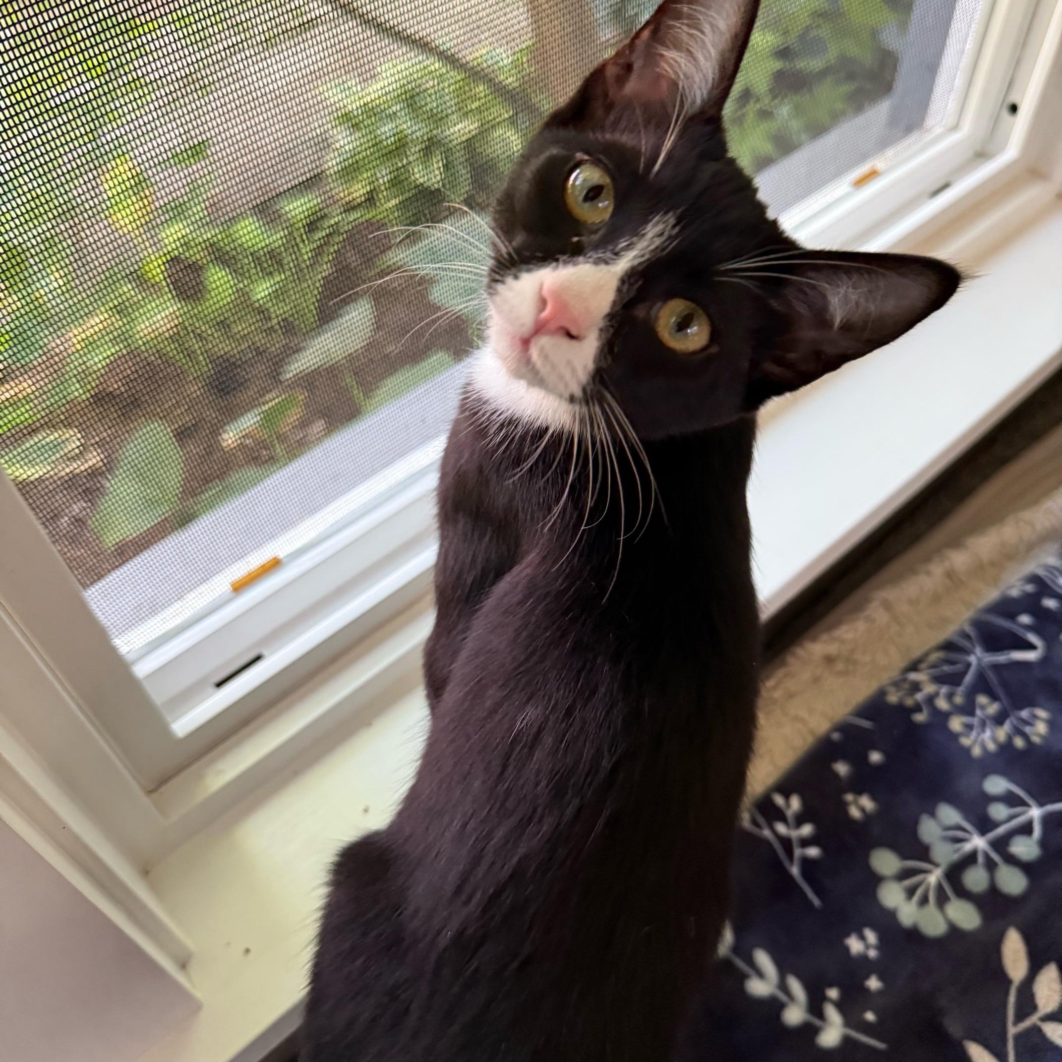 Marvelous Maverick, a Adoptable mixed breed in La Center, WA image 2/2