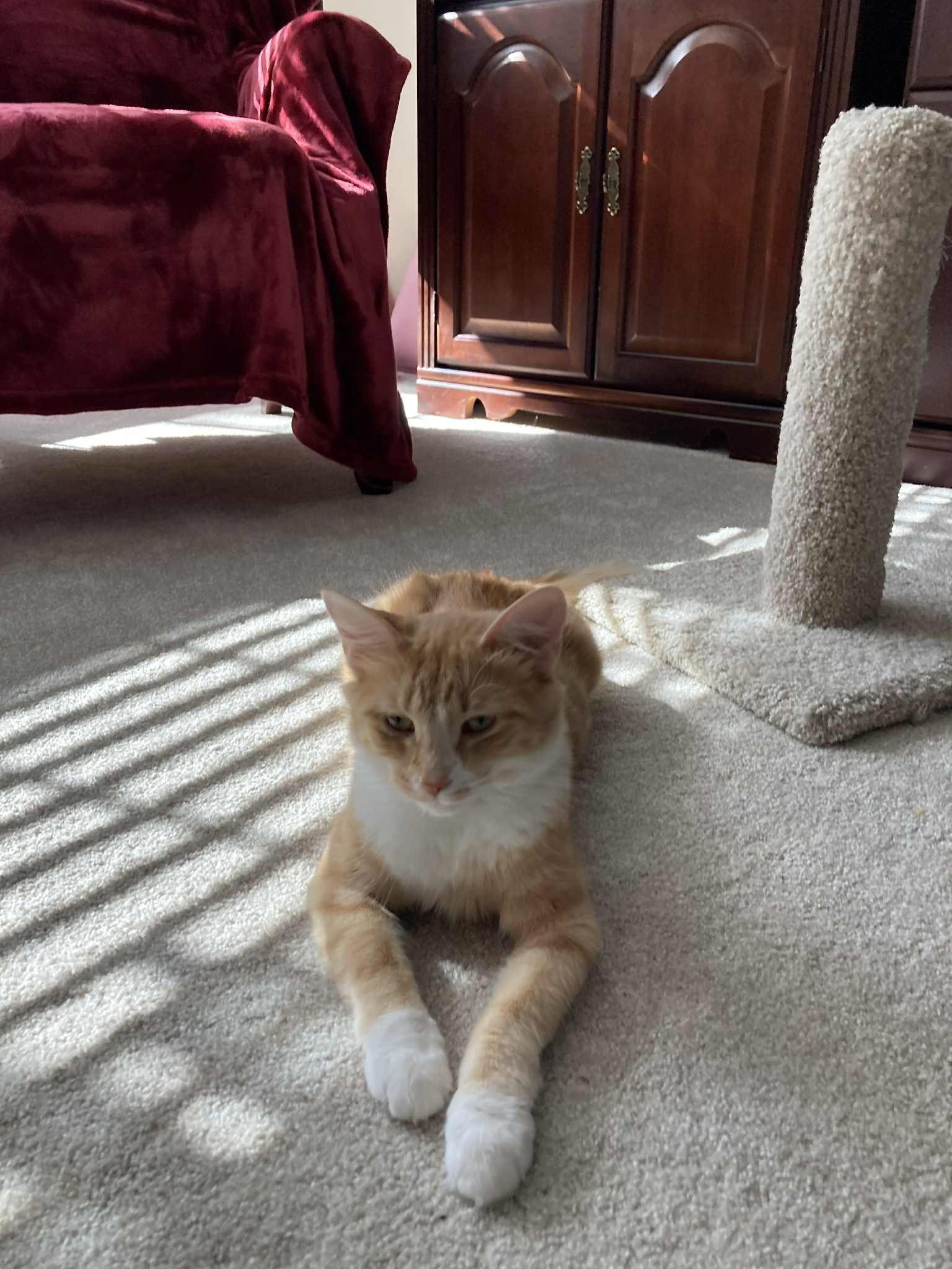 Enlarge Mrs. Maisel aka Midge, a Adopted Domestic Medium Hair in Cincinnati, OH image 2/3