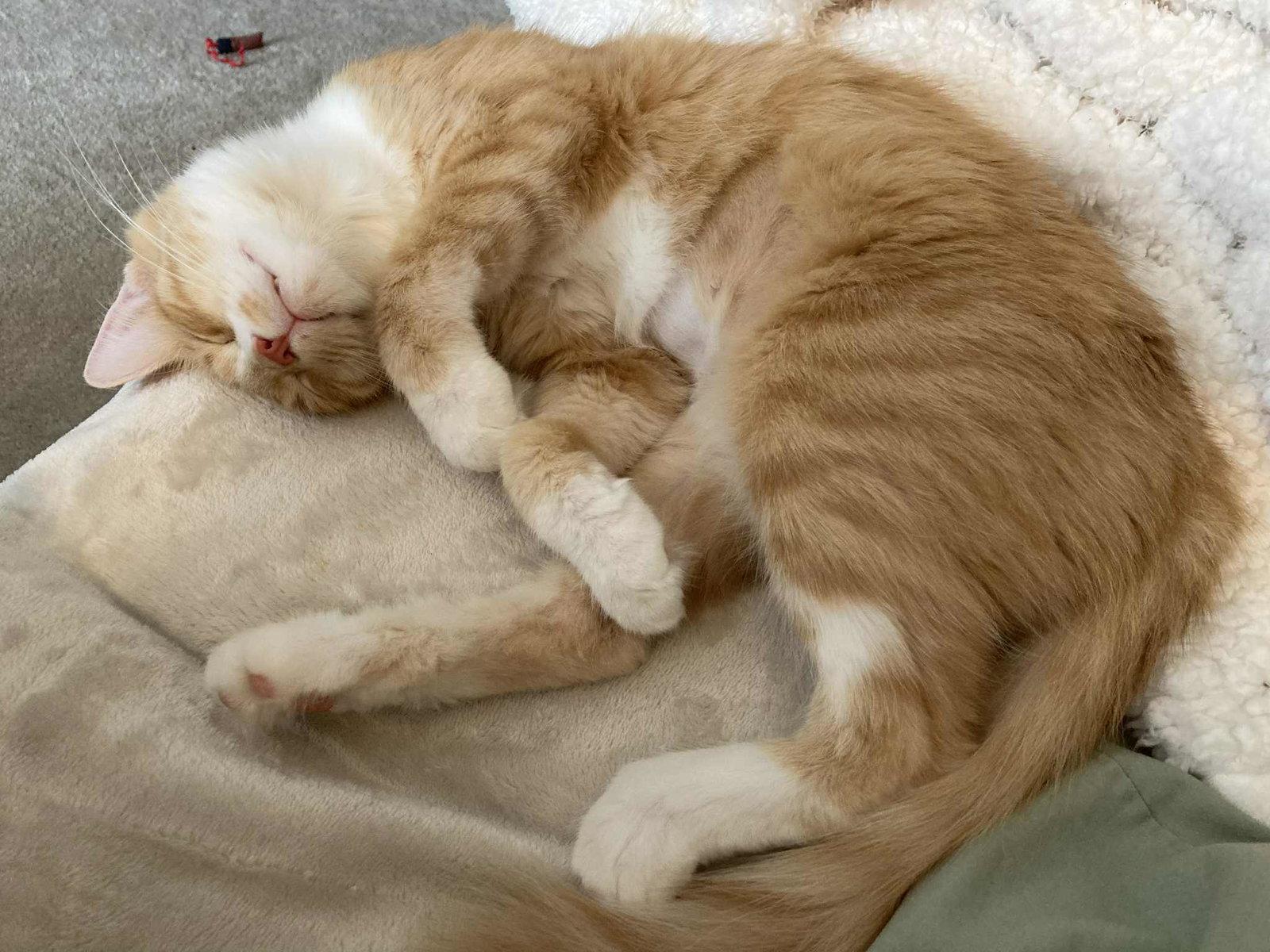 Enlarge Mrs. Maisel aka Midge, a Adopted Domestic Medium Hair in Cincinnati, OH image 3/3