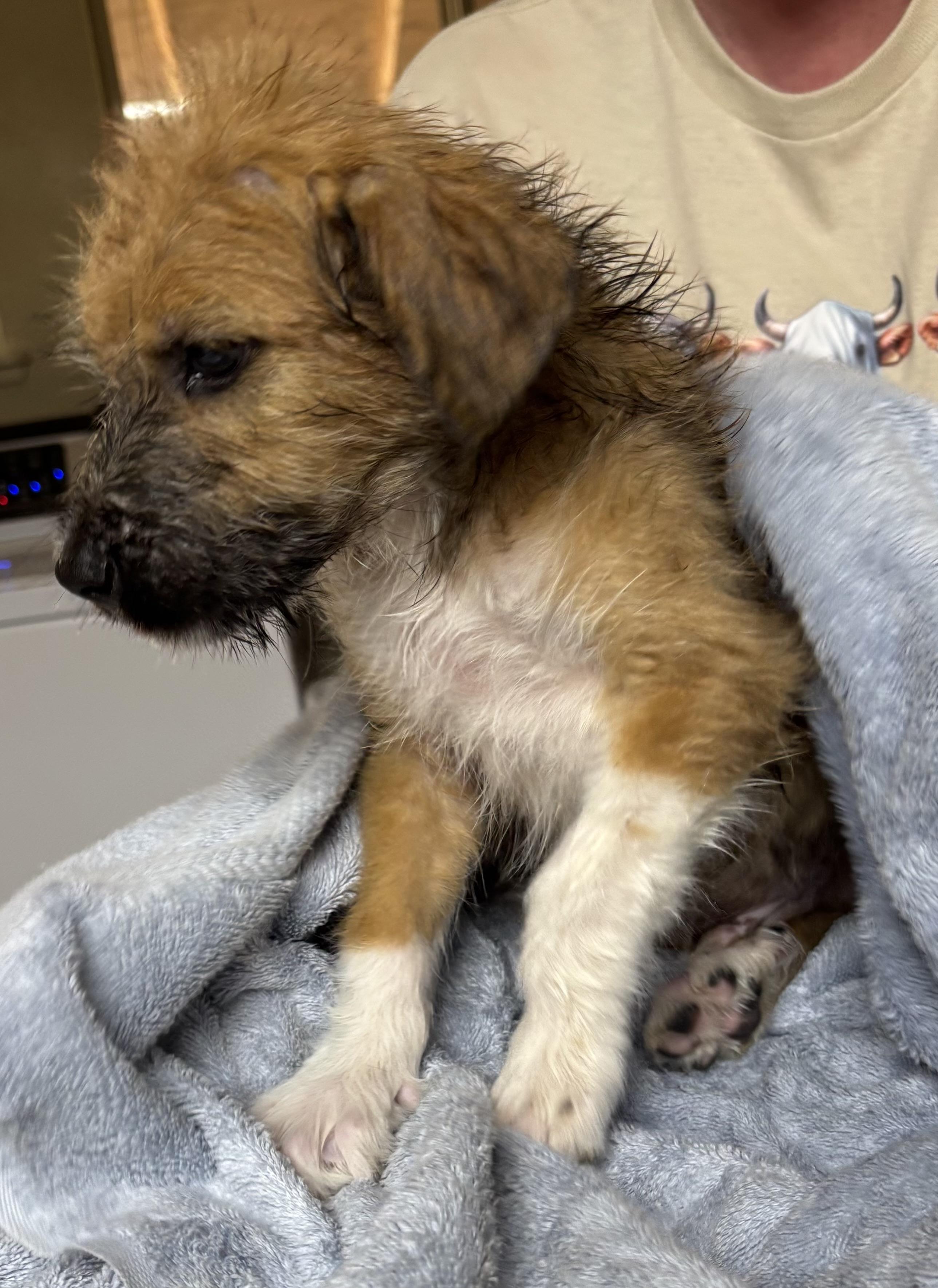 Gravel, an adopted mixed breed in Herald, CA image 1/4