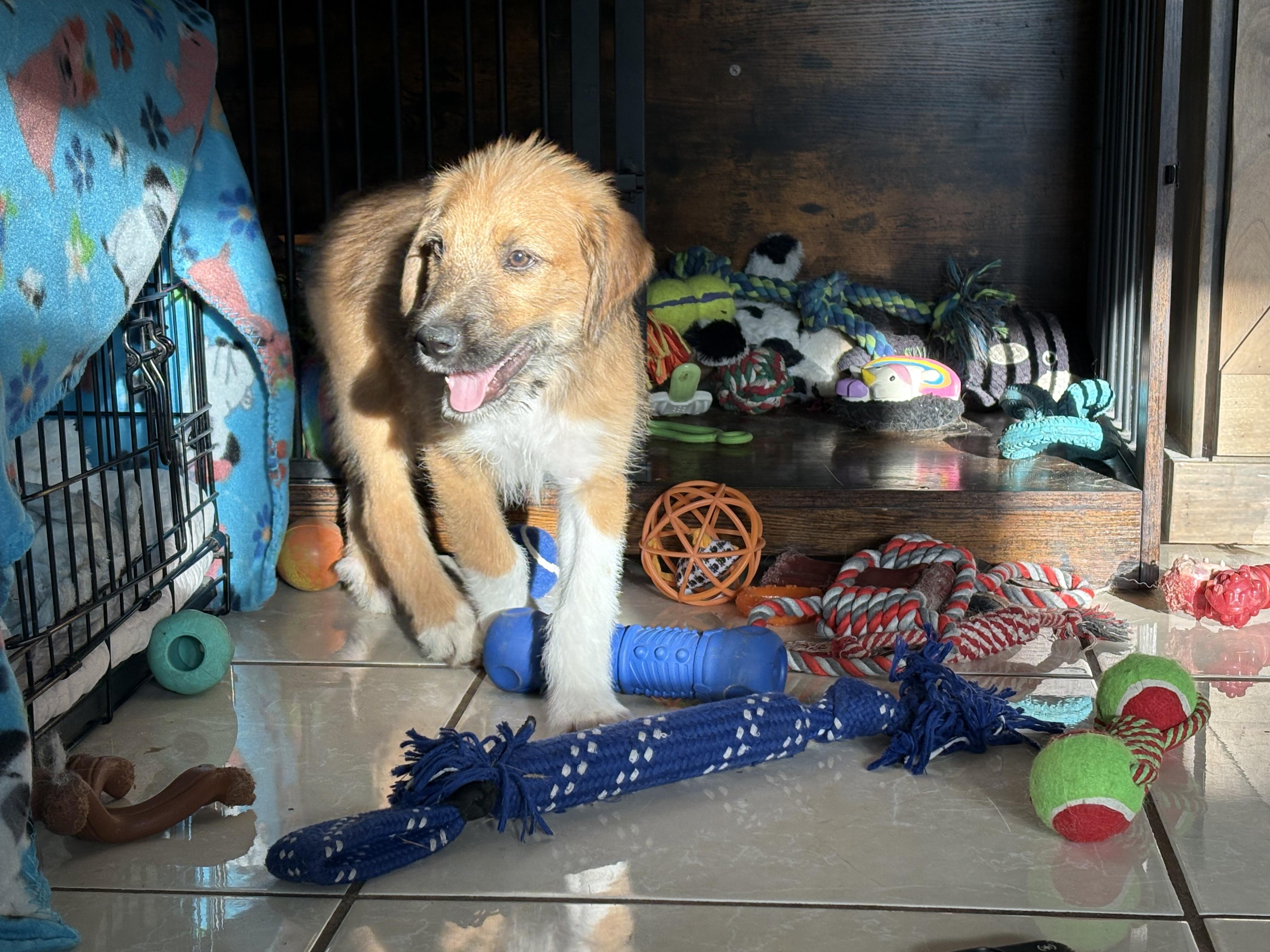 Gravel, an adopted mixed breed in Herald, CA image 2/4