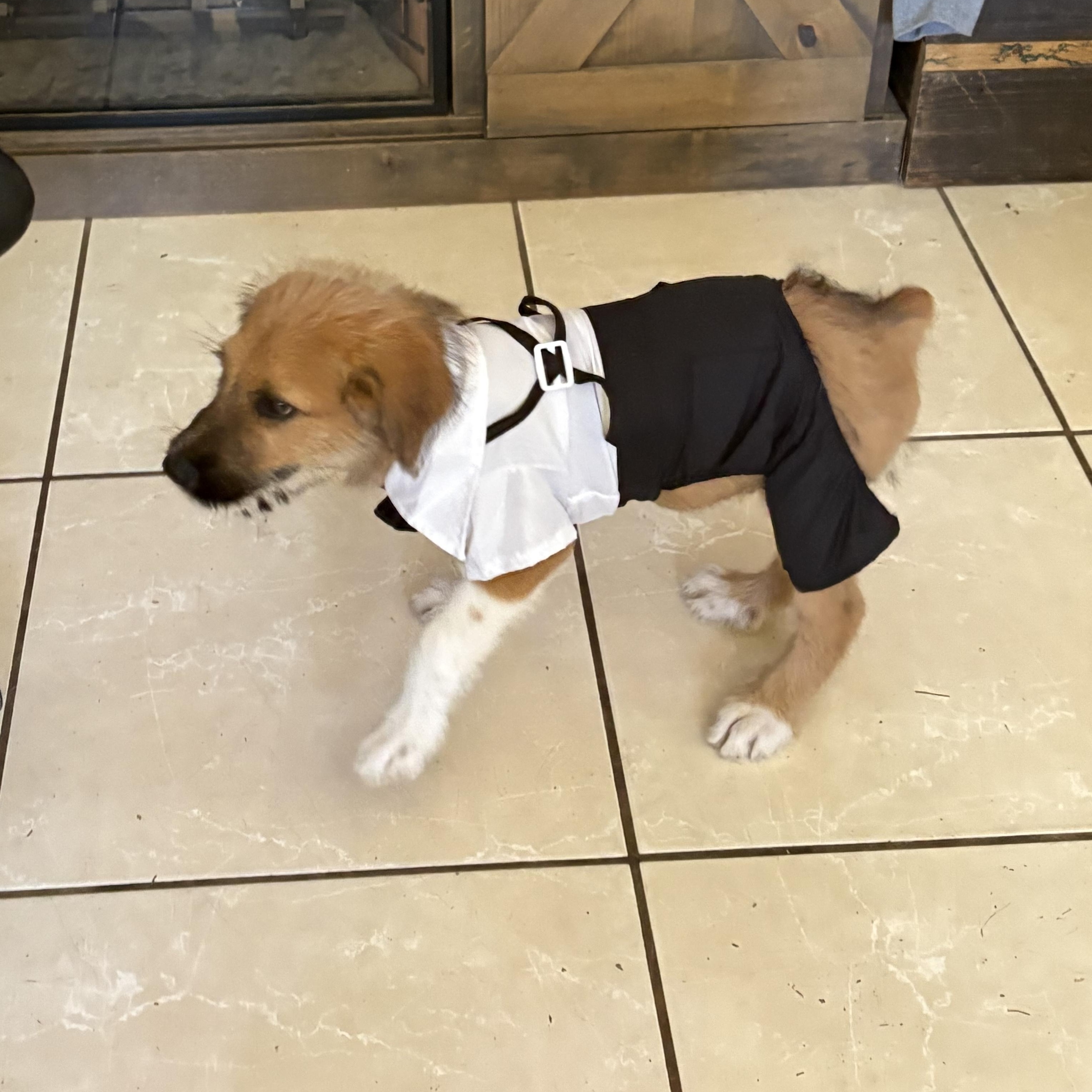 Gravel, an adopted mixed breed in Herald, CA image 3/4