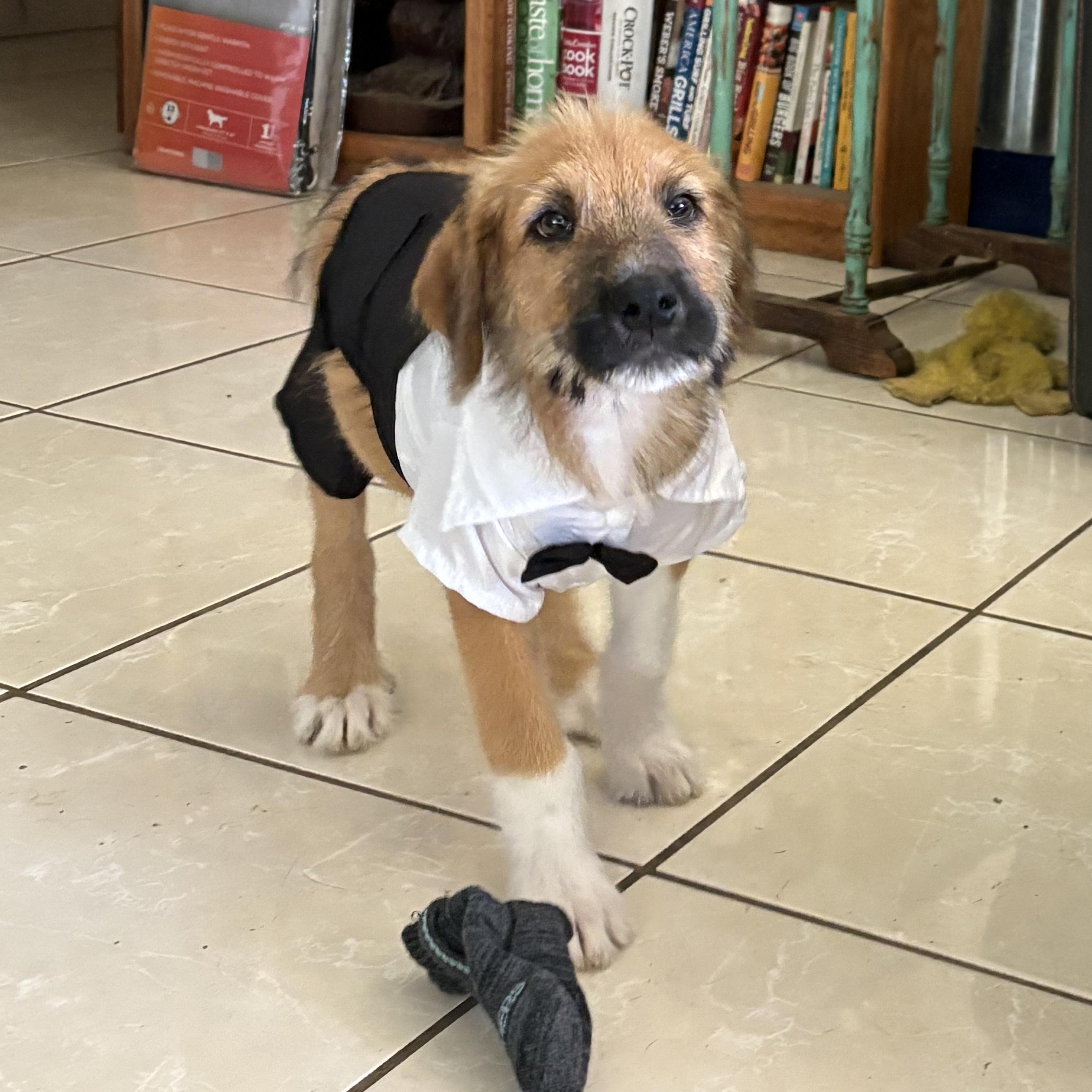 Gravel, Adoptable, Puppy Male Boxer.