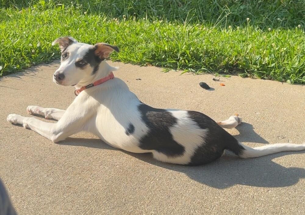 Enlarge KH Willow, a Adoptable mixed breed in Aurora, IN image 1/4