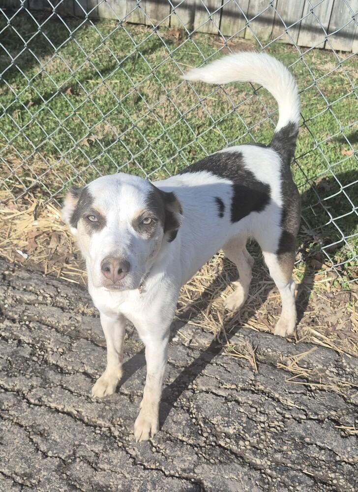 Enlarge KH Willow, a Adoptable mixed breed in Aurora, IN image 2/4