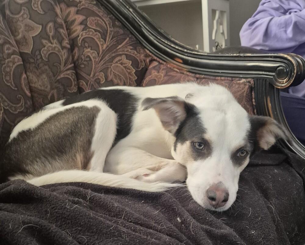 Enlarge KH Willow, a Adoptable mixed breed in Aurora, IN image 3/4