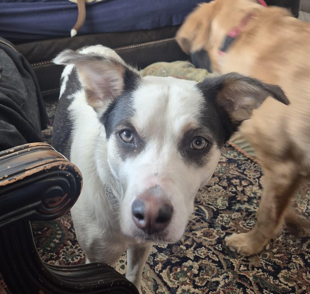 Enlarge KH Willow, a Adoptable mixed breed in Aurora, IN image 4/4