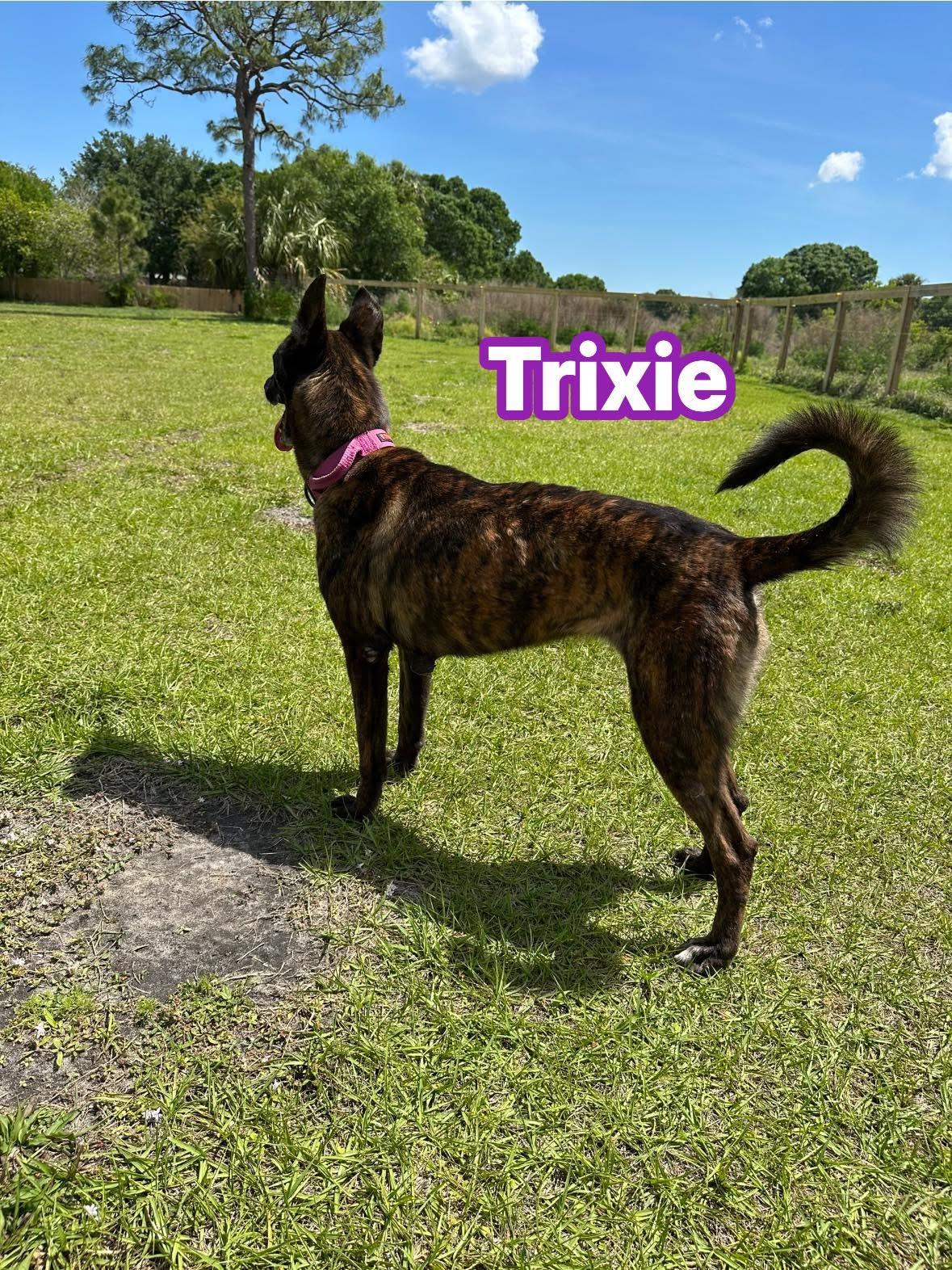 Trixie, a Adoptable Dutch Shepherd in Port Saint Lucie, FL image 1/3