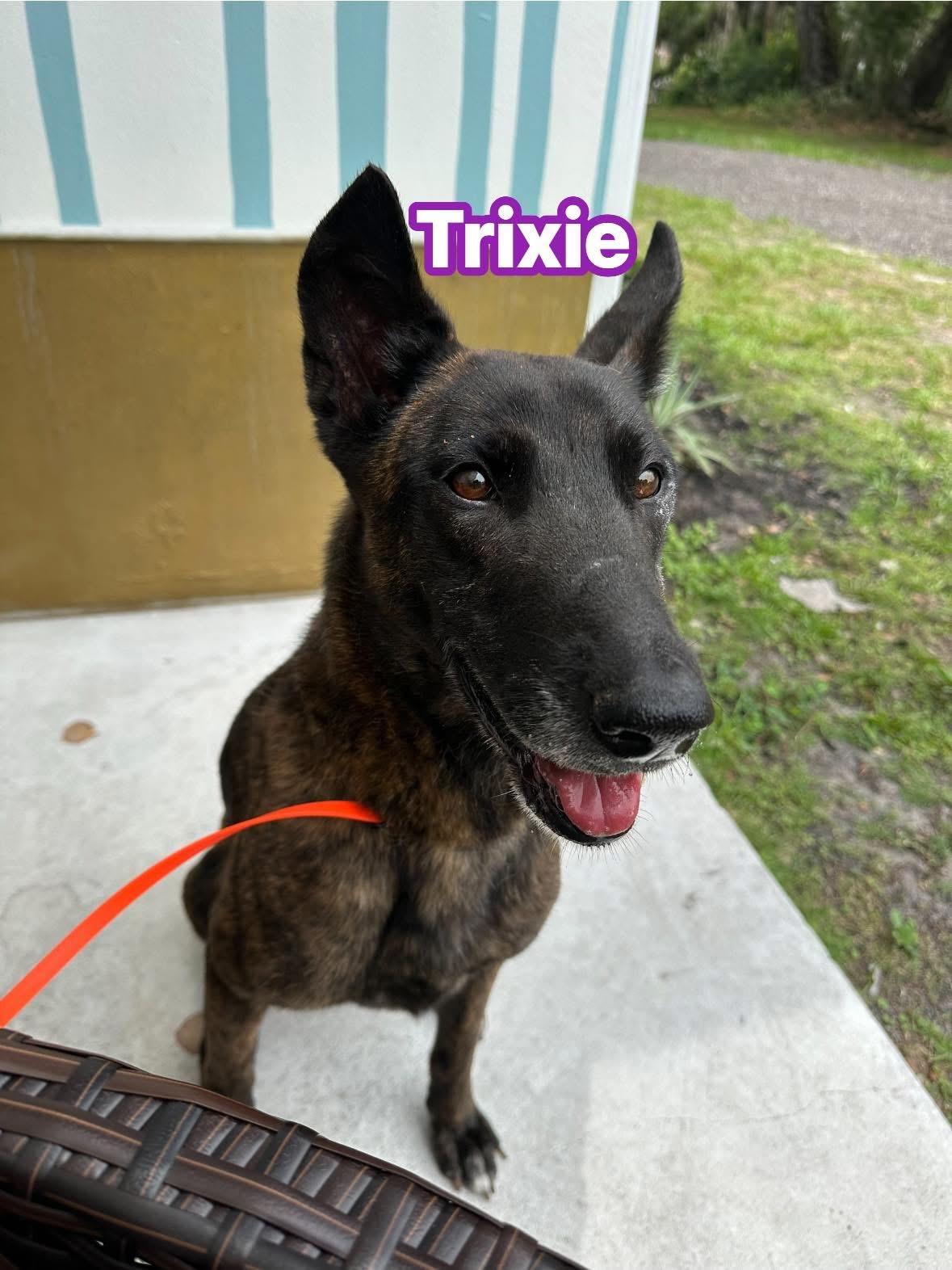 Trixie, a Adoptable Dutch Shepherd in Port Saint Lucie, FL image 2/3