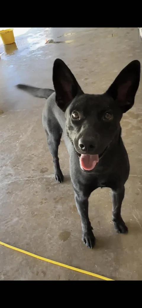 Ozzy, ADOPTABLE, Young Male Shepherd.