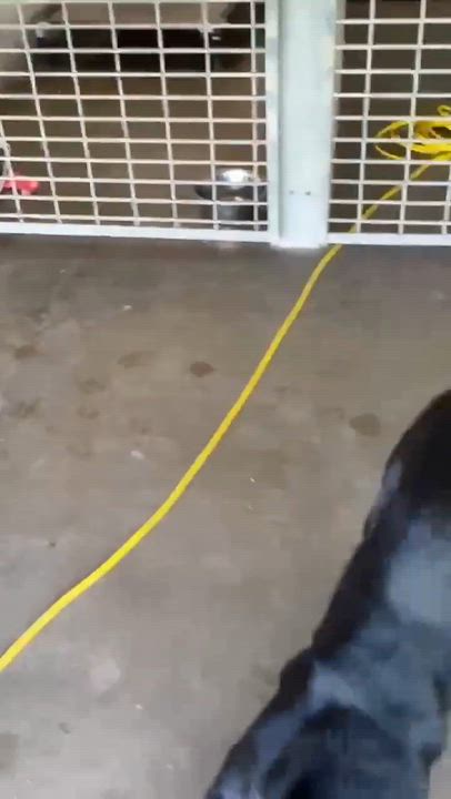 Enlarge Ozzy, a ADOPTABLE Shepherd in Port Lavaca, TX video 2/2
