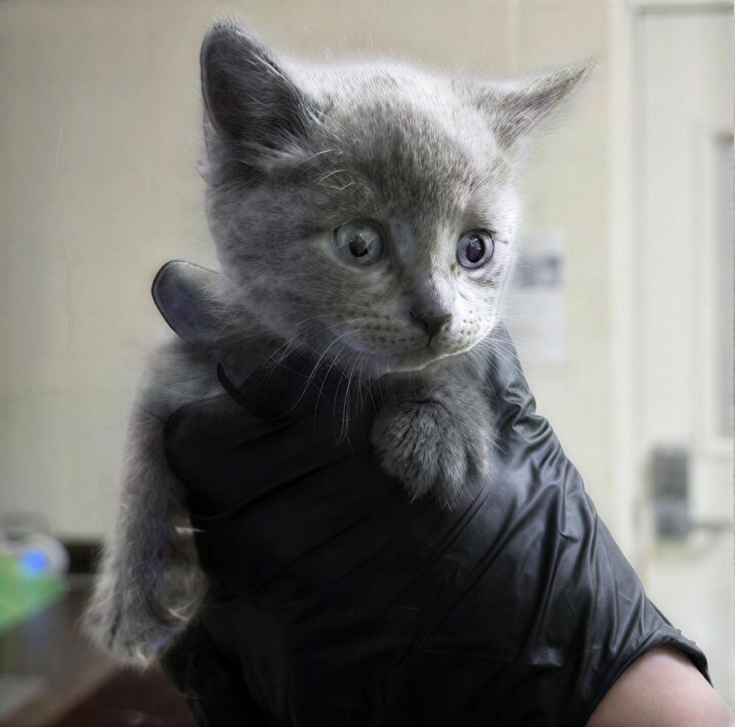 Milwaukee, adopted, Kitten Male Domestic Short Hair.