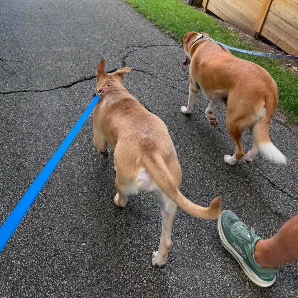 Carlo, Adoptable, Young Male Mixed Breed.