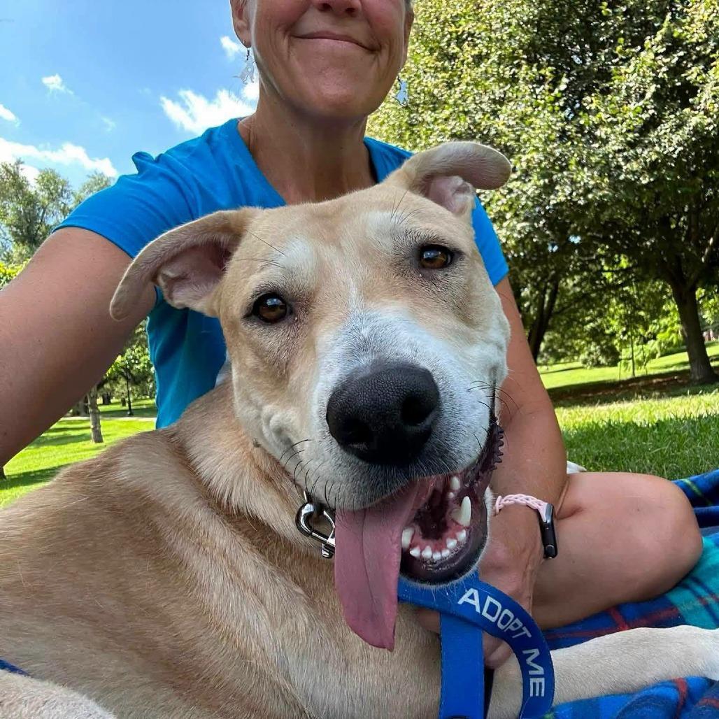 Enlarge Carlo, a Adoptable Mixed Breed in Newton, IA image 2/4