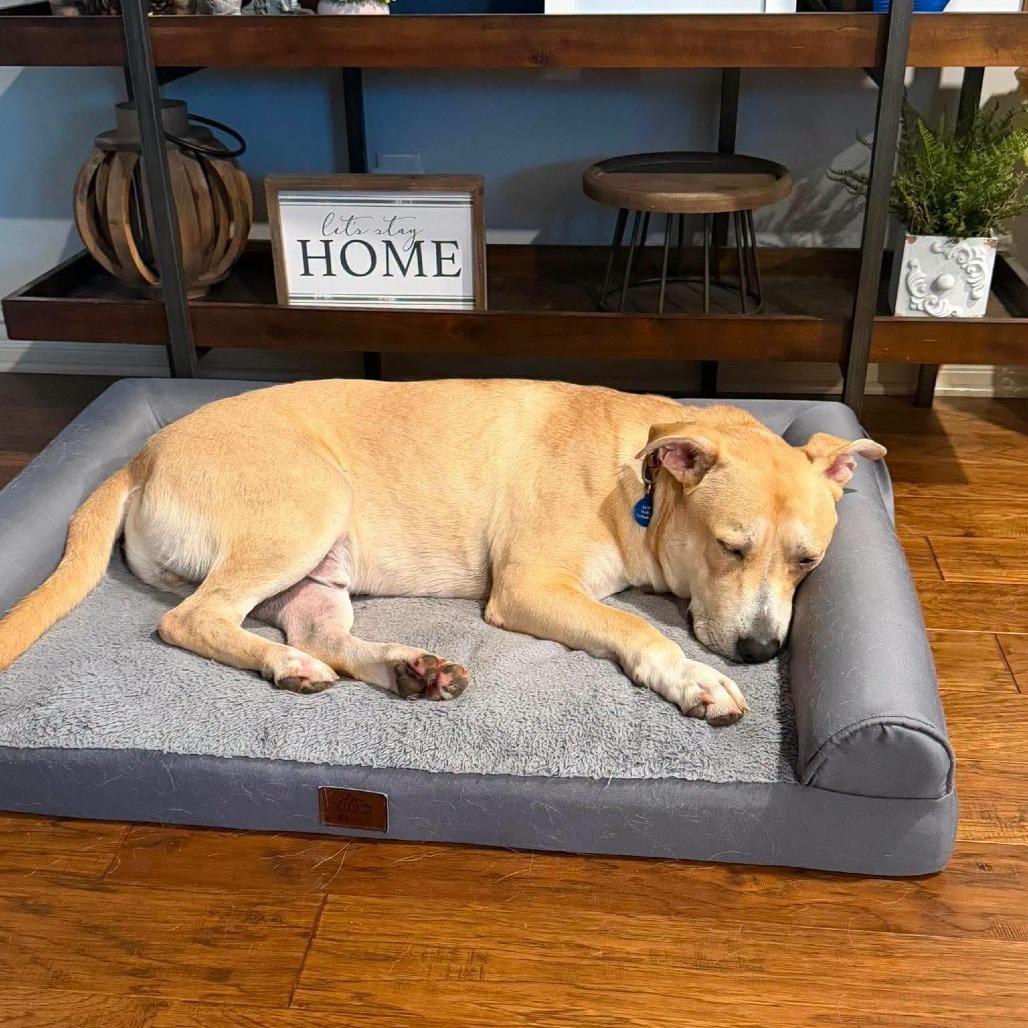 Enlarge Carlo, a Adoptable Mixed Breed in Newton, IA image 3/4