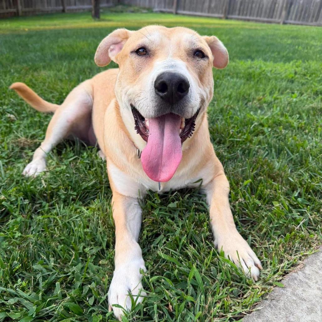 Enlarge Carlo, a Adoptable Mixed Breed in Newton, IA image 4/4