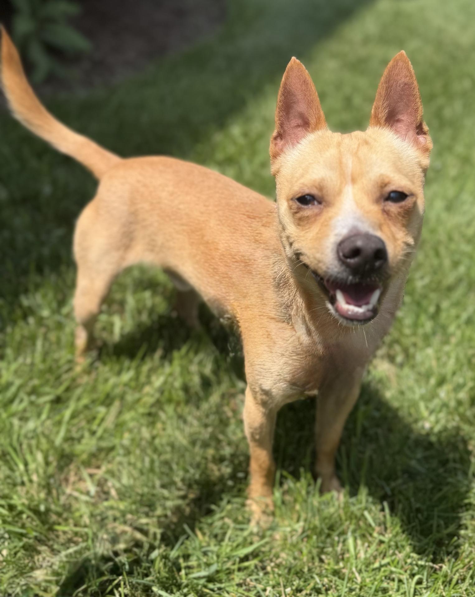 Enlarge Pancake, an adoptable mixed breed in Itasca, IL image 2/3