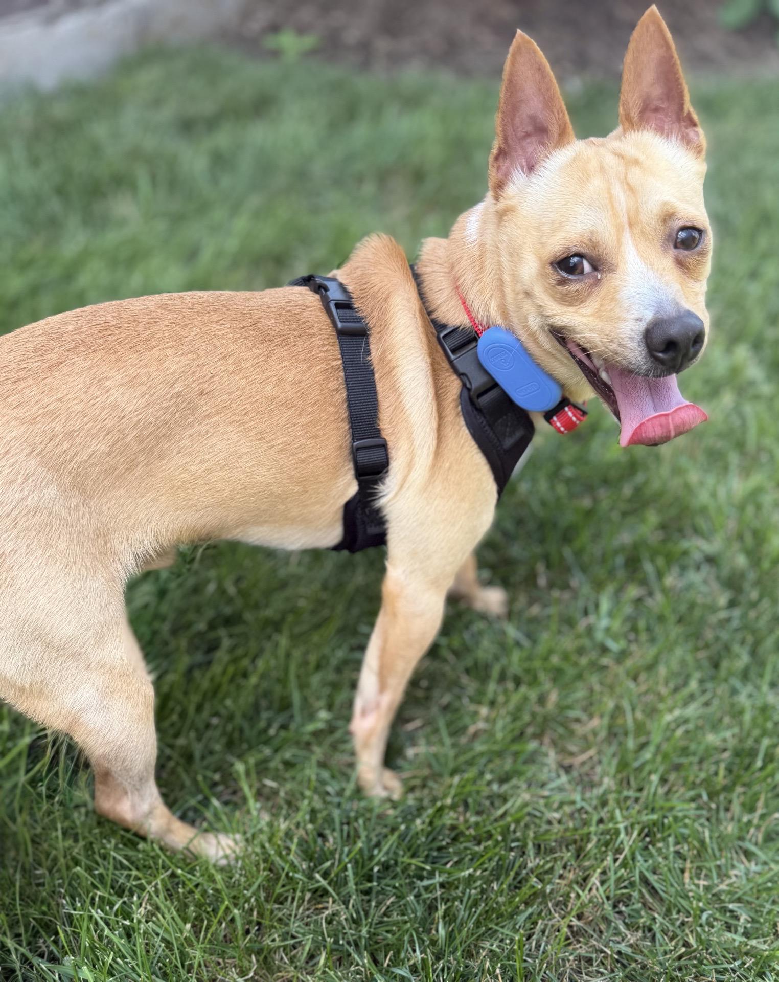 Enlarge Pancake, an adoptable mixed breed in Itasca, IL image 3/3