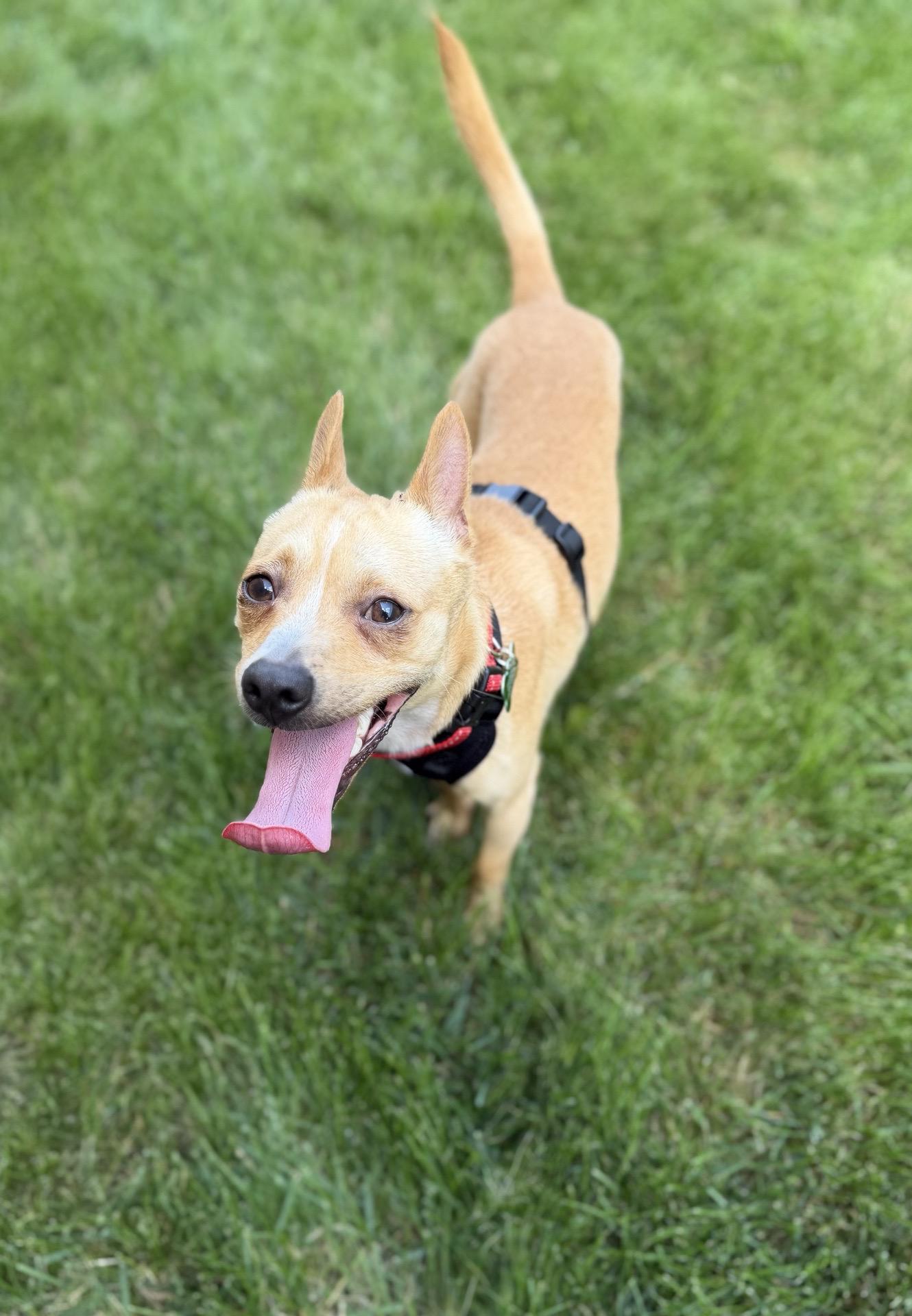 Pancake, adoptable, Young Male Chihuahua.