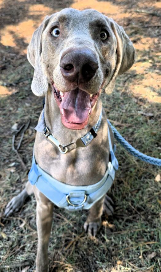 Enlarge Benjamin aka Benny, a Adoptable Weimaraner in Birmingham, AL image 2/2