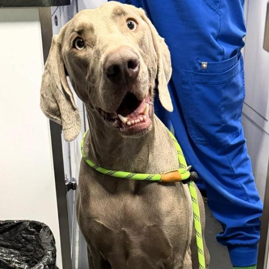 Benjamin aka Benny, Adoptable, Adult Male Weimaraner.