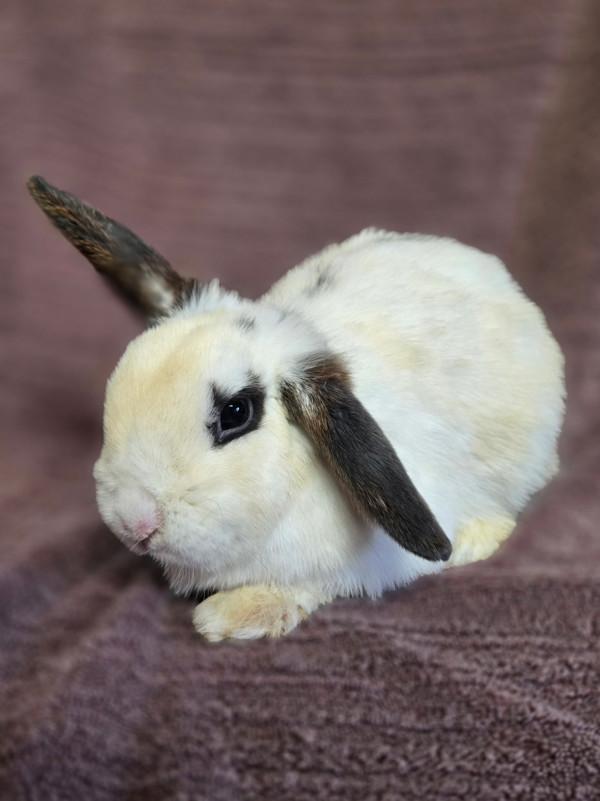 Jazzy, Adoptable, Adult Female Mini Rex & Holland Lop.