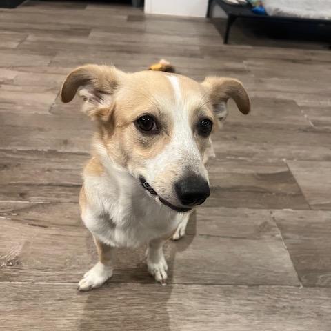 Enlarge Dobby, a Adoptable mixed breed in Glendale, AZ image 1/5